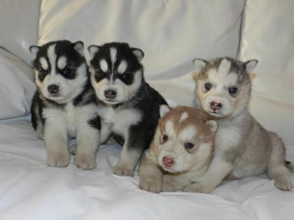  Siberian husky welpen!!