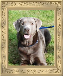 SILBERNER LABRADOR RÜDE ZUCHTFERTIG ABZUGEBEN 