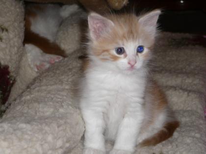 TURKISH ANGORA KITTEN