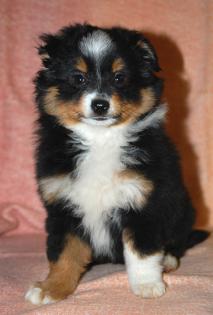 Bildschöne Australian Shepherd Welpen