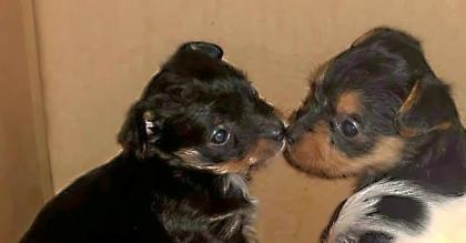 2 Süsse weibliche Terrier Mischlings Welpen in liebevolle Hände abzugeben !!!