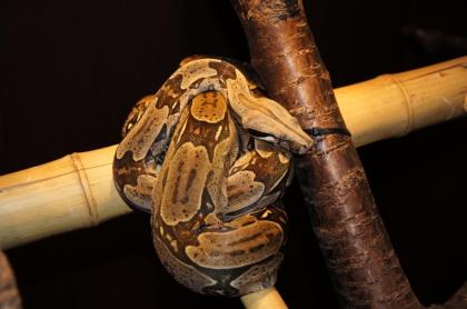 Boa c. constrictor Guyana  abzugeben