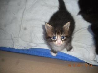 Maine Coon Kitten