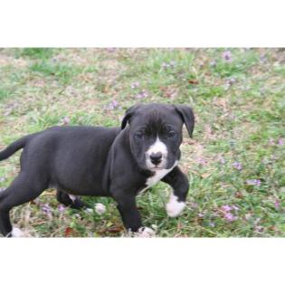 Reinrassige American Pit Bull Terrier Welpen