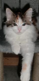 Maine Coon
