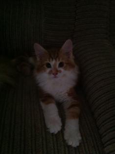 Maine Coon