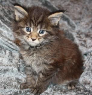 4 Kleine Maine Coon Kitten suchen ab mitte Februar neuen Wirkungskreis