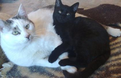 Um cast die beiden unzertrennlich, shone Katzen - Stettin, Polen