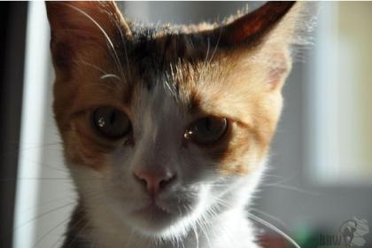 Claudette & Zizel (8 Mon.) verschmustes Tricolor-Schwesternduo 