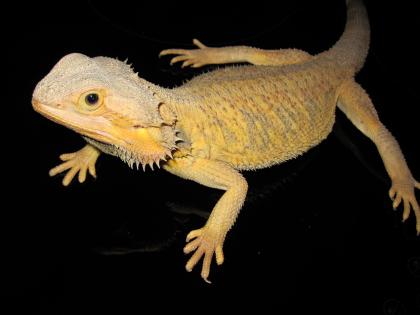 Colourdragons.at - Bartagamen, Zubehör, Terrarientechnik, Terras abzugeben!