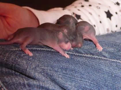 Meine Ratten haben Babys bekommen, alle Mamis sind handzahm und lassen sich jede