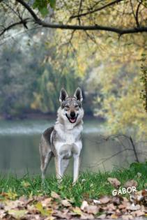 Tschechoslowakischen Wolfshund Welpen