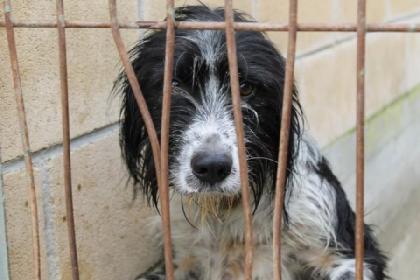 Rocky - soll mit einem Jahr sein Leben schon vorbei sein