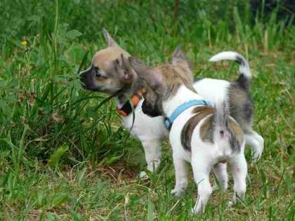 Süße Langhaar Chihuahuawelpen mit Papieren