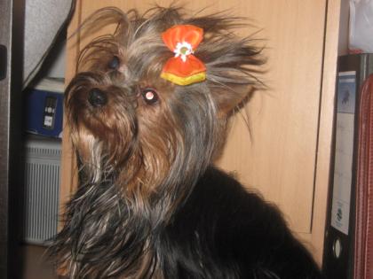 Yorkshire Terrier