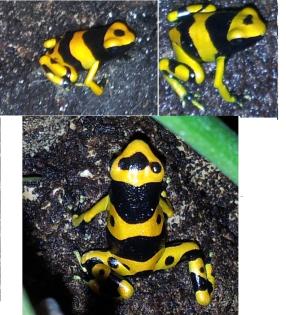 Dendrobates Leucomelas  - Gebänderte Pfeilgiftfrösche