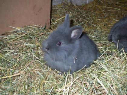 Teddy Zwergkaninchen suchen ein neues zu Hause