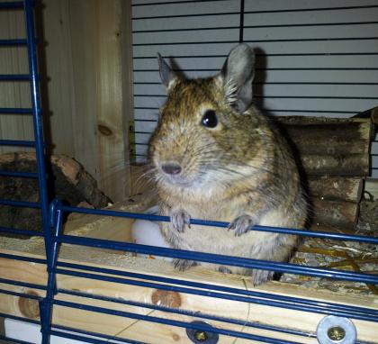 2 Degus getrennt abzugeben