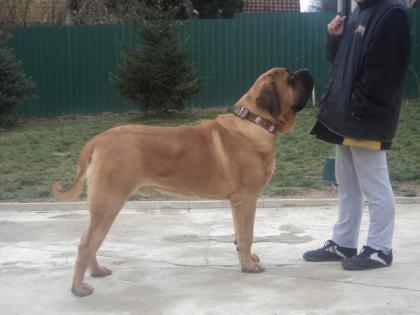 Englischer Mastiff Welpe zu verkaufen 