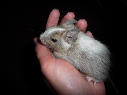 Degu-Jungtier (Schecke) abzugeben