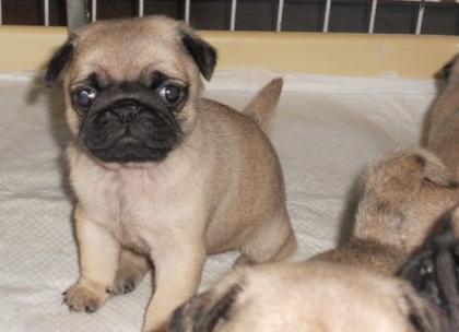   Süße Mops Welpen beige und schwarz 