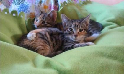 Ginger und Jeanie suchen ein neues Heim