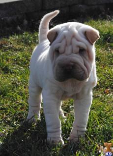  4 süße und knuffige Shar Pei Welpen zu verkaufen