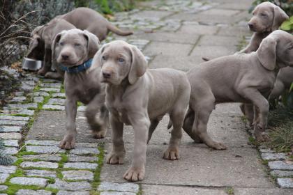 Reinrassige Kurzhaar Weimaranerwelpen.