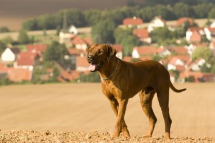 Rhodesian Ridgeback Deckrüde