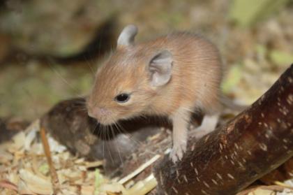 Degus in der seltenen Farbe Sand