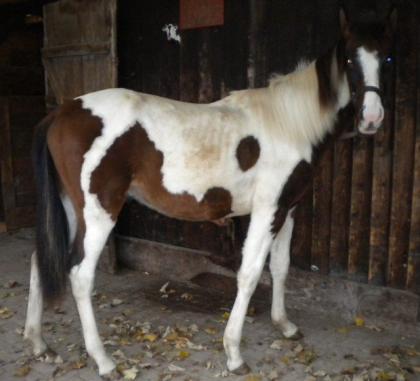 Paint Horse Mix - 2,5 Jahre -Wallach- in verantwortungsvolle Hände abzugeben