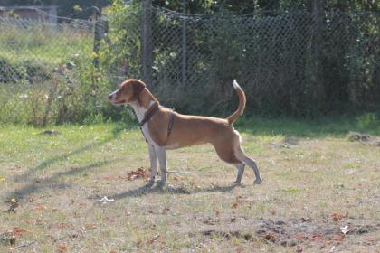 Beagle-Mix-Hündin sucht neuen Futterspender 