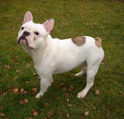  DECKRÜDE Französische Bulldogge * creme-fawn-blue Schecke *