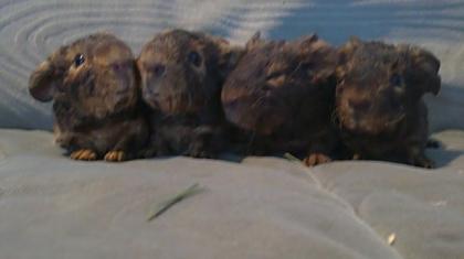 GH & US-Teddy Babys
