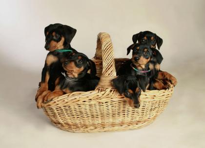 Deutsche Pinscher Welpen aus liebevoller Hausaufzucht ab Mitte April2021 abzuge