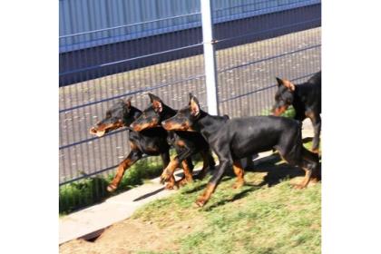 Dobermann Welpen mit Papieren