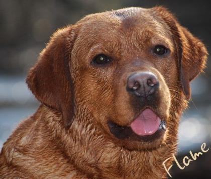 Foxred Labrador Welpen