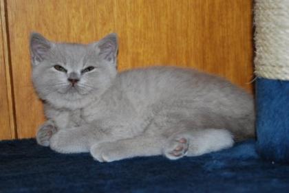 Britisch Kurzhaar Katerchen Quintus in hellem Lilac sucht ab Ende Jan-0.7978 ein 