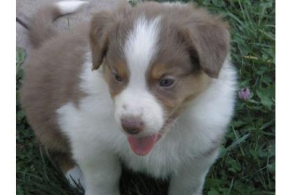 Miniatur Australian Shepherd Welpen