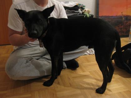 Schöner Labrador Mix, geimpft , kastriert, hundeschule