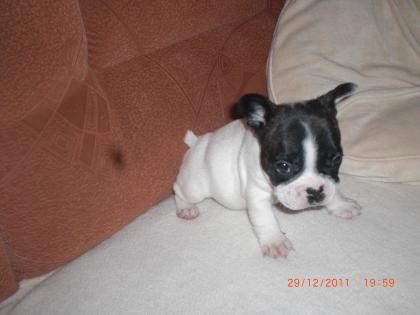 Französische Bulldogge Welpen ( Blauträger )