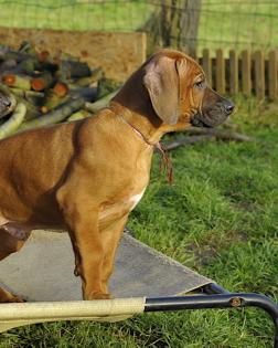 Rhodesian Ridgeback Welpen von Chimbala von Geiger s Ridgeback