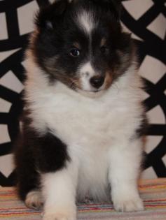 Sheltie  show  welpen mit papieren FCI (American and Canadian bloodlines)