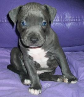 American Pit Bull Terrier  Welpen zu verkaufen!!!!