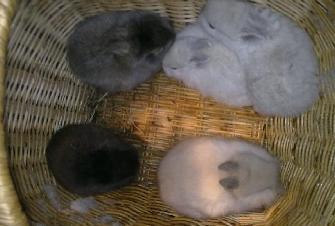 5 Wunderschöne Zwergkaninchenbabys suchen ein liebevolles Zuhause