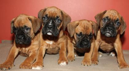 Wunderschöne Reinrassige Boxer Welpen mit Papieren,abgabe bereit.