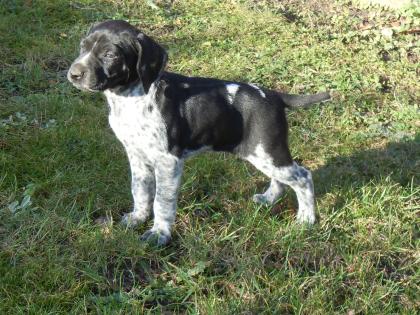 Deutsch Kurzhaar Welpen - Jagdhunde