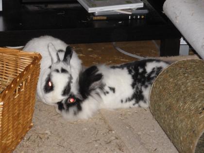 2 Kaninchen an liebevolle Menschen abzugeben