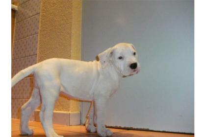 Süße Dogo Argentino Welpen