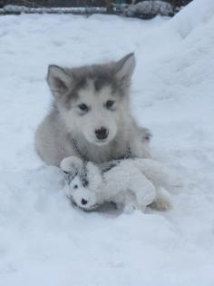 Alaskan Malamute